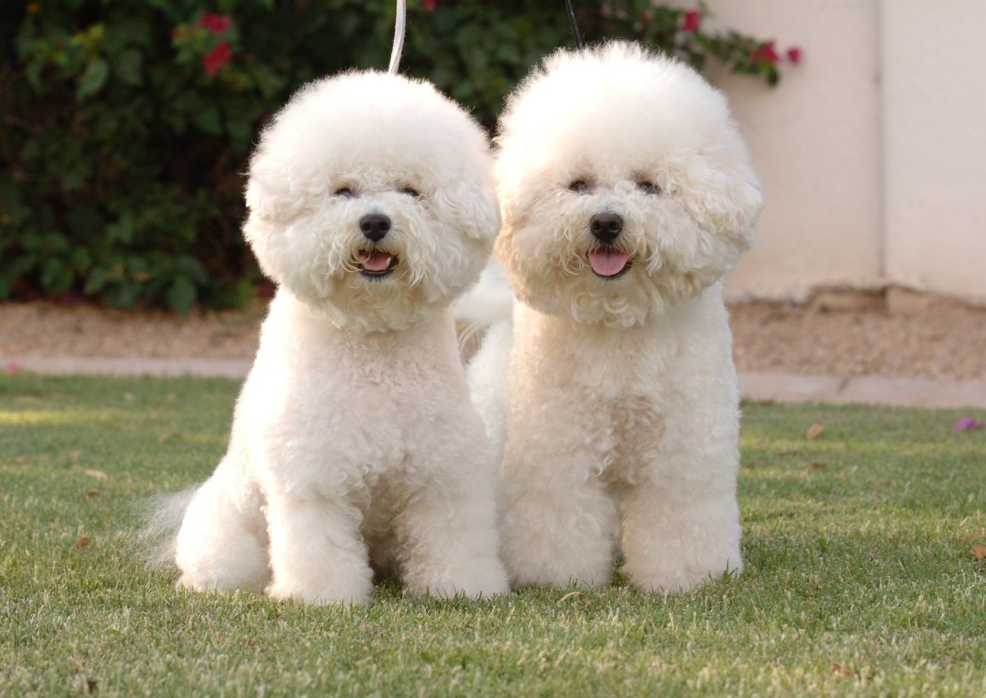 Top Expensive Dog Breeds Top Expensive Dog Breeds